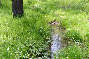 A small puddle with reflection in the spring forest near green grass and trees